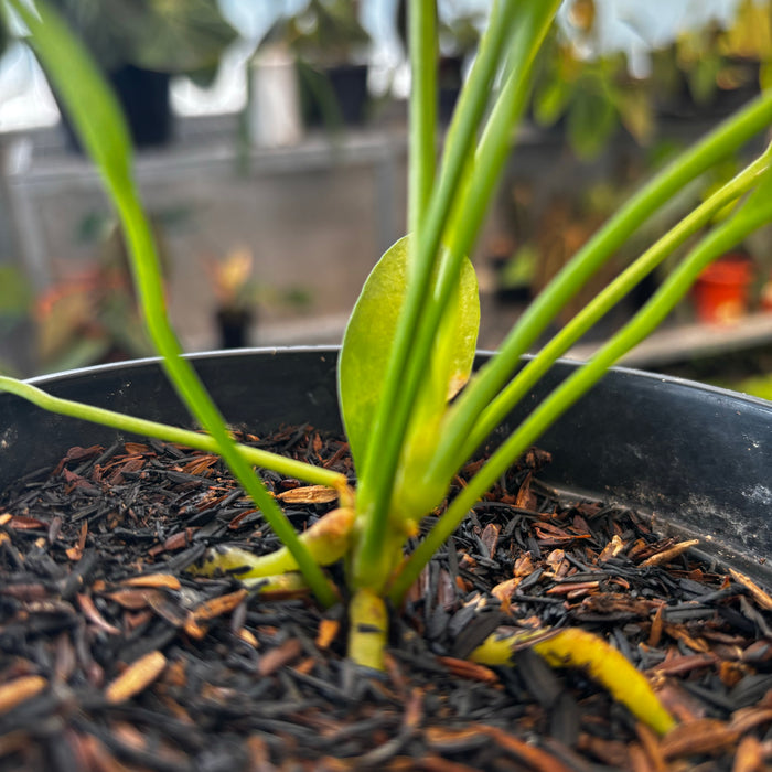 2 Pcs Anthurium Vittarifolium Variegated (BOGO)