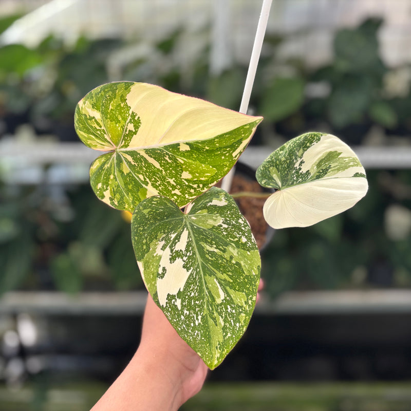 philodendron gloriosum kaufen Philodendron Gloriosum Tricolor — Aroidasia