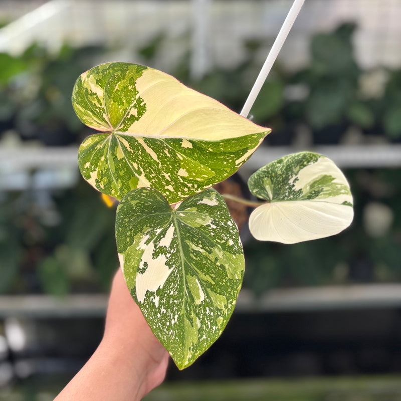 Philodendron Gloriosum Tricolor