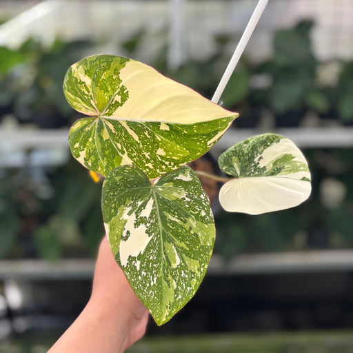 philodendron gloriosum thailand Philodendron Gloriosum Tricolor — Aroidasia