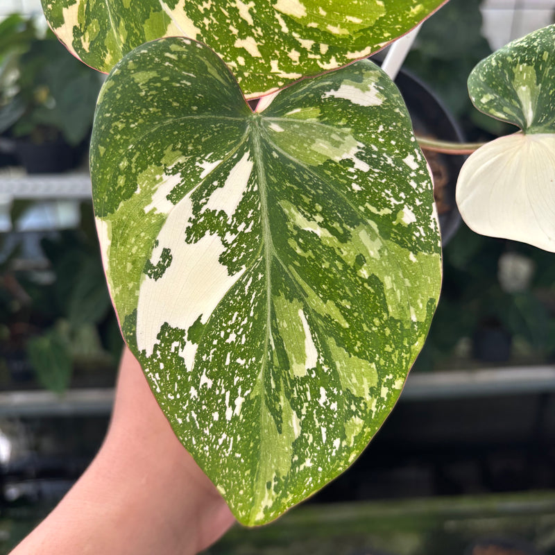 Philodendron Gloriosum Tricolor