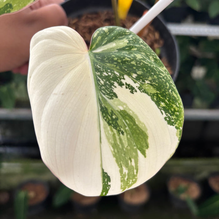 FS35-12	Philodendron Gloriosum Trecolor