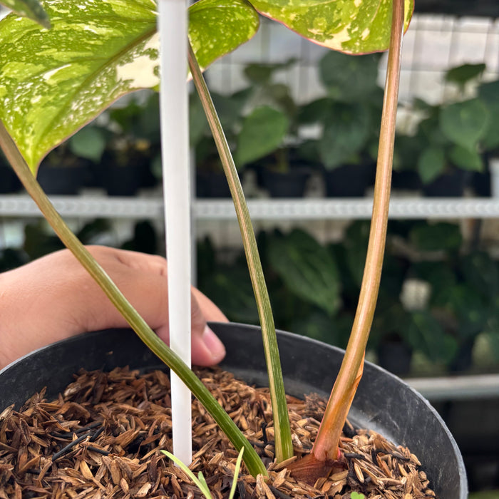 FS35-12	Philodendron Gloriosum Trecolor