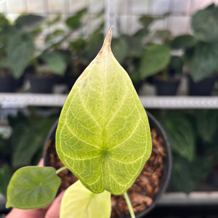 FS36-12	Alocasia Dragon Scale Mint
