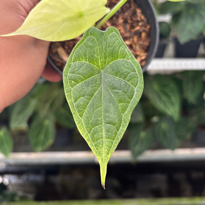 FS36-12	Alocasia Dragon Scale Mint