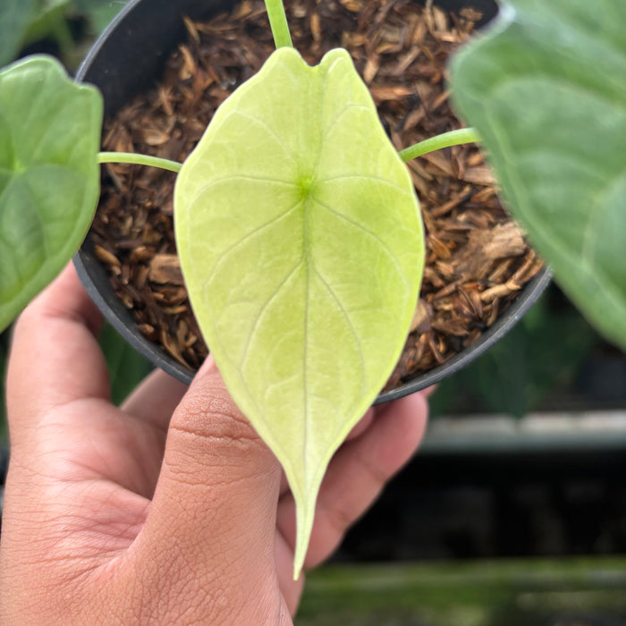 FS36-12	Alocasia Dragon Scale Mint