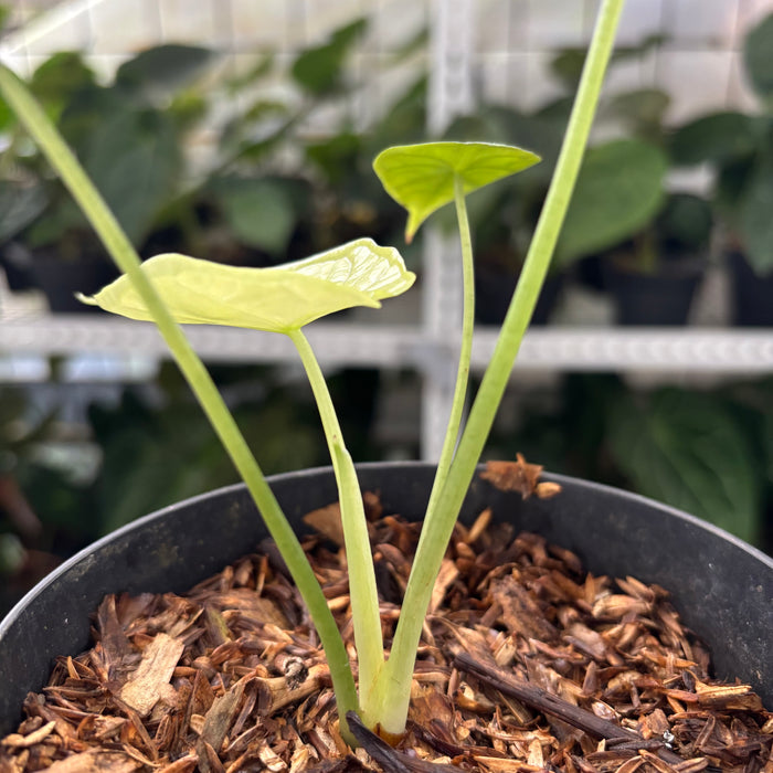 FS36-12	Alocasia Dragon Scale Mint