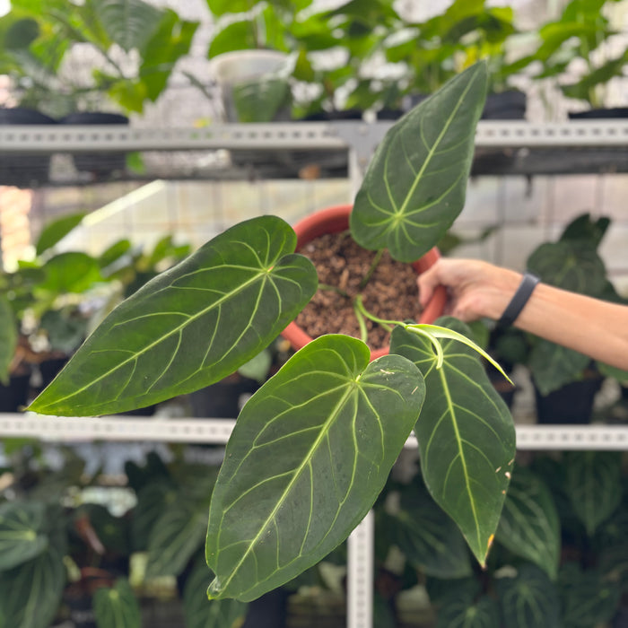 FS37-12	Anthurium Warocqueanum x Magnificum