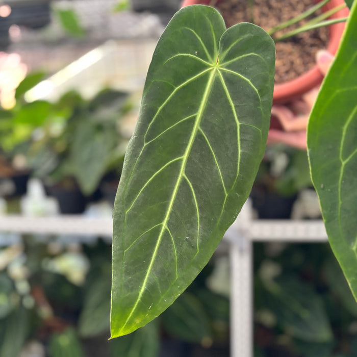 FS37-12	Anthurium Warocqueanum x Magnificum