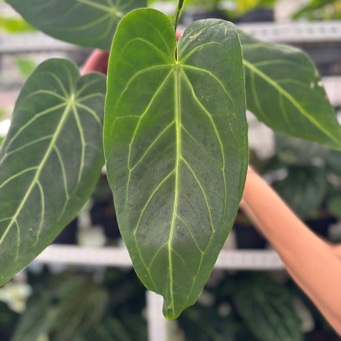 FS37-12	Anthurium Warocqueanum x Magnificum