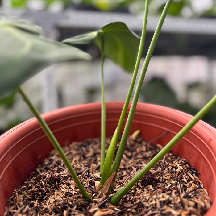 FS37-12	Anthurium Warocqueanum x Magnificum