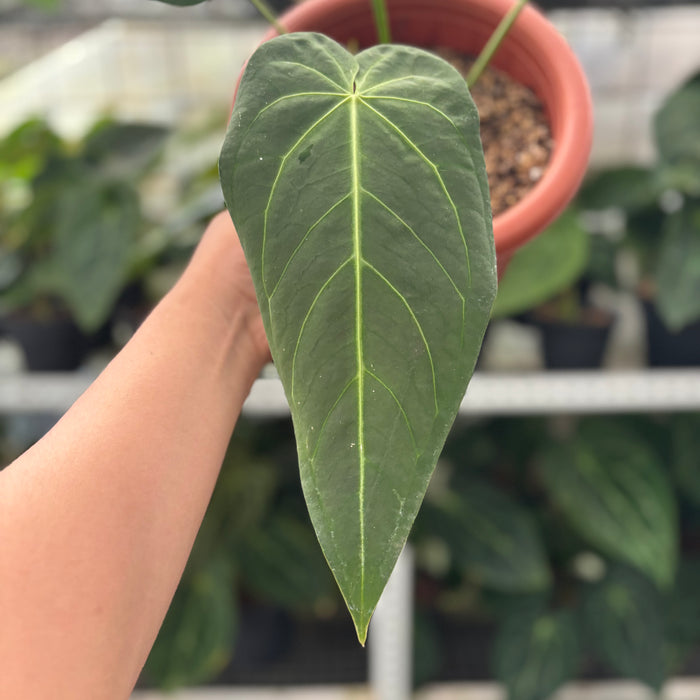 FS37-12	Anthurium Warocqueanum x Magnificum