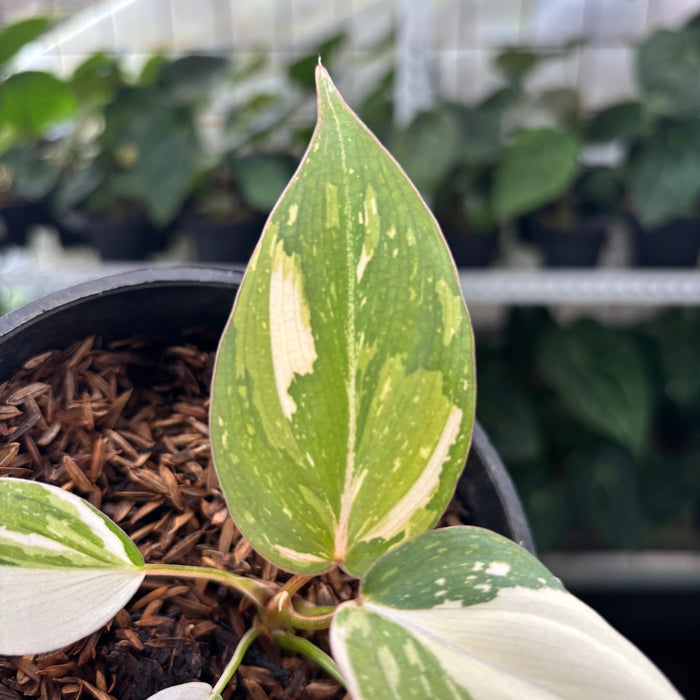 FS38-12	Philodendron Gloriosum Trecolor