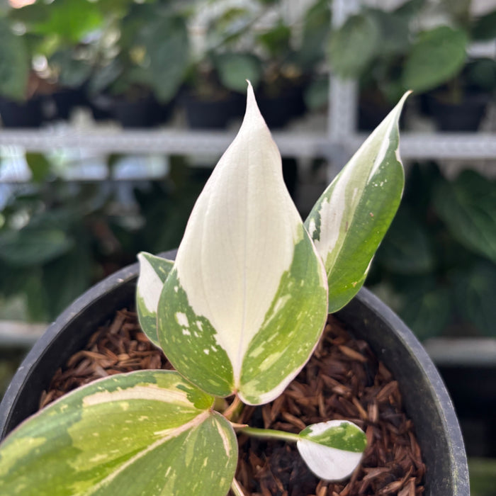 FS38-12	Philodendron Gloriosum Trecolor