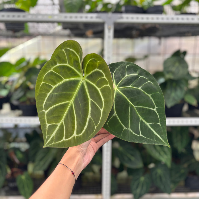 FS39-12	Anthurium Magnificum Hybrid