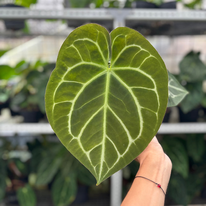 FS39-12	Anthurium Magnificum Hybrid