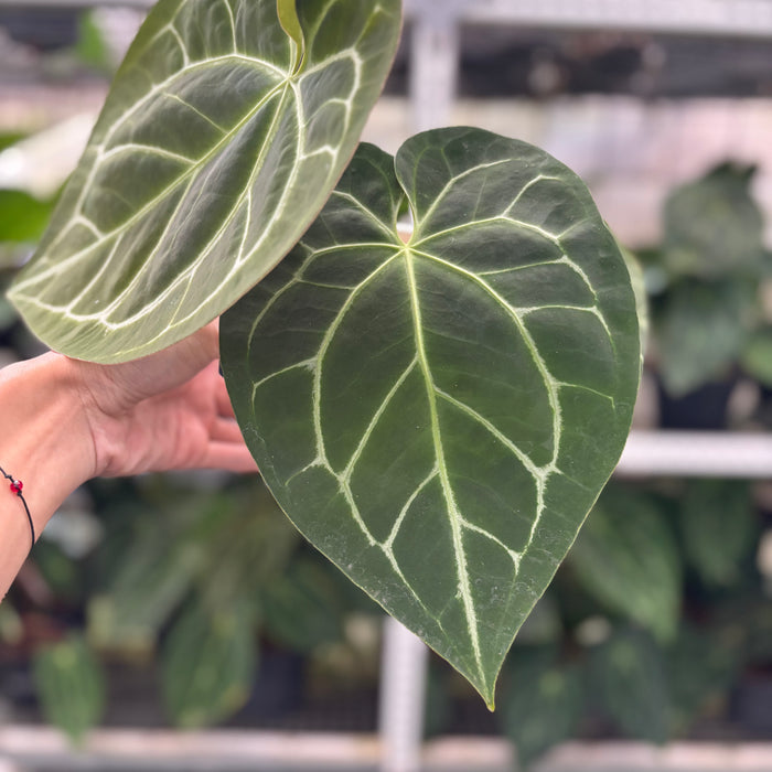 FS39-12	Anthurium Magnificum Hybrid