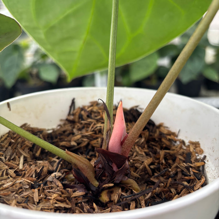 FS39-12	Anthurium Magnificum Hybrid