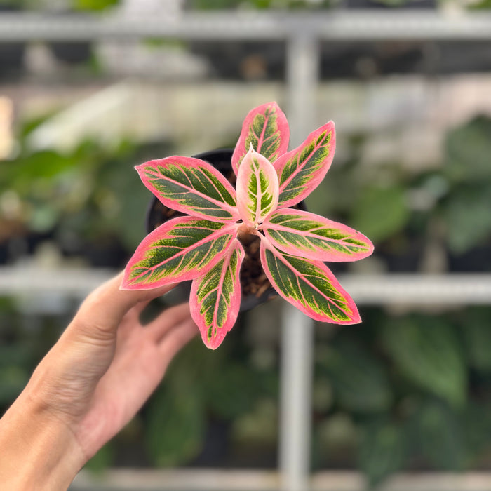 FS40-12	Aglaonema Lotus Delight
