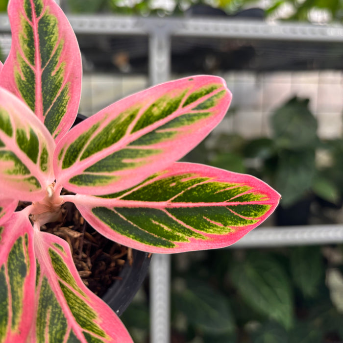 FS40-12	Aglaonema Lotus Delight