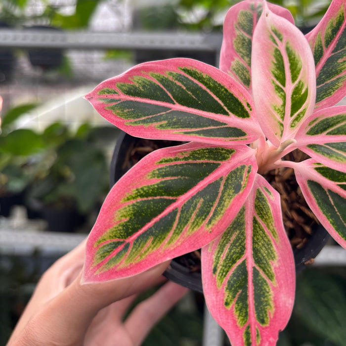 FS40-12	Aglaonema Lotus Delight