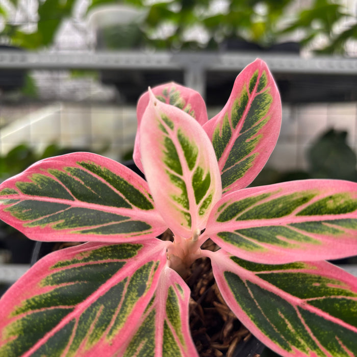 FS40-12	Aglaonema Lotus Delight