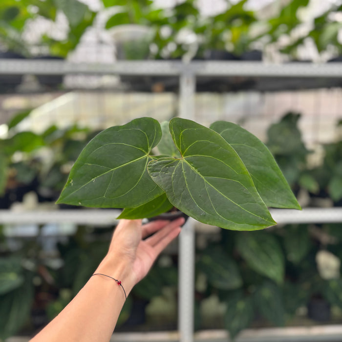 FS41-12	Anthurium Portilae x Warocqueanum