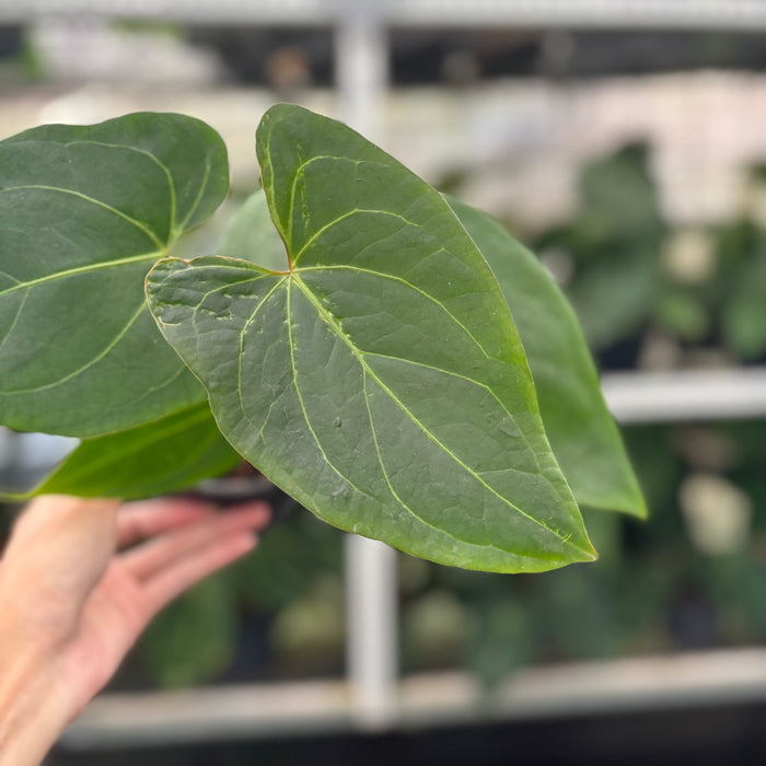 FS41-12	Anthurium Portilae x Warocqueanum