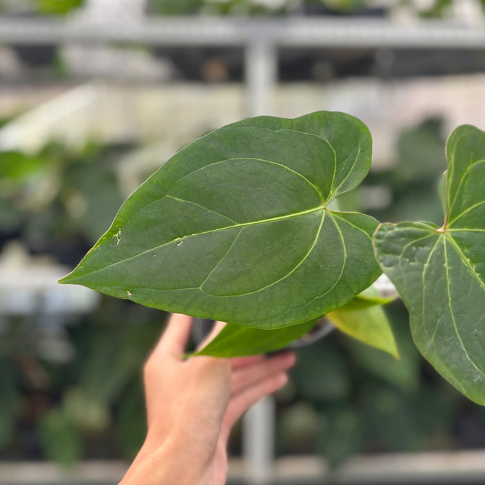 FS41-12	Anthurium Portilae x Warocqueanum