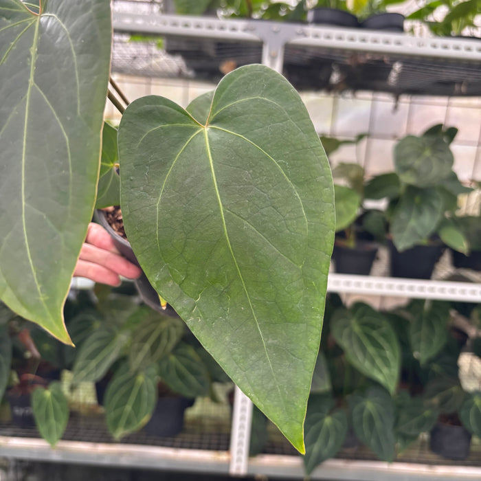 FS41-12	Anthurium Portilae x Warocqueanum