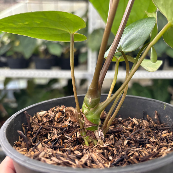 FS41-12	Anthurium Portilae x Warocqueanum