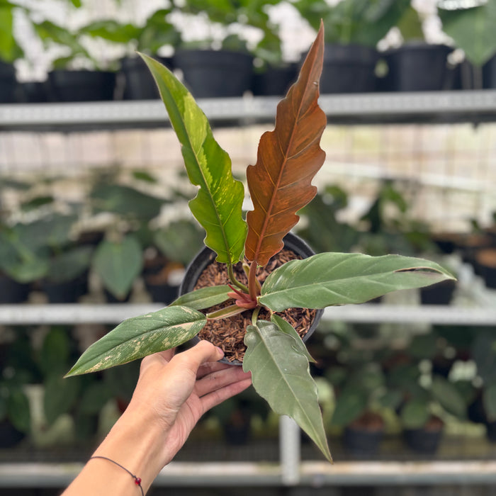 FS42-12	Philodendron Caramel Marble Variegated