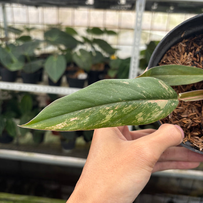 FS42-12	Philodendron Caramel Marble Variegated