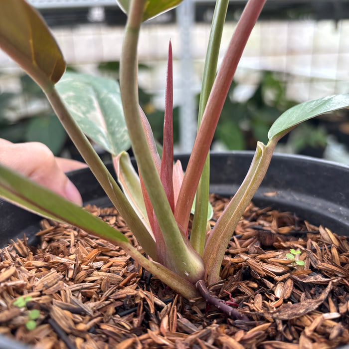 FS42-12	Philodendron Caramel Marble Variegated