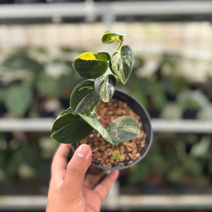 FS43-12	Scindapsus Treaubli Black Variegated