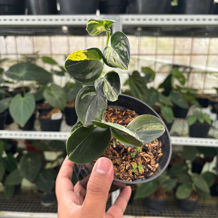 FS43-12	Scindapsus Treaubli Black Variegated