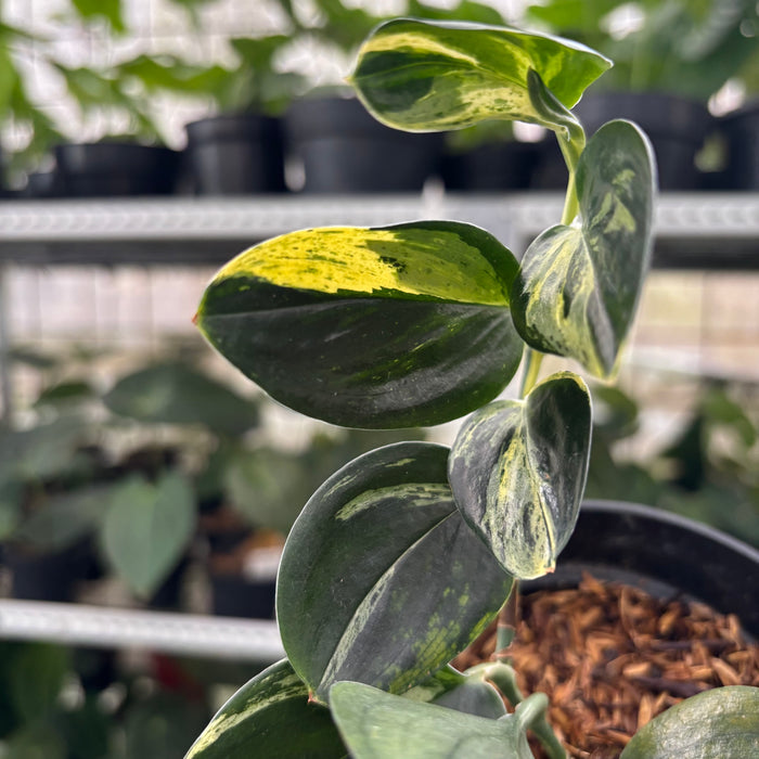 FS43-12	Scindapsus Treaubli Black Variegated