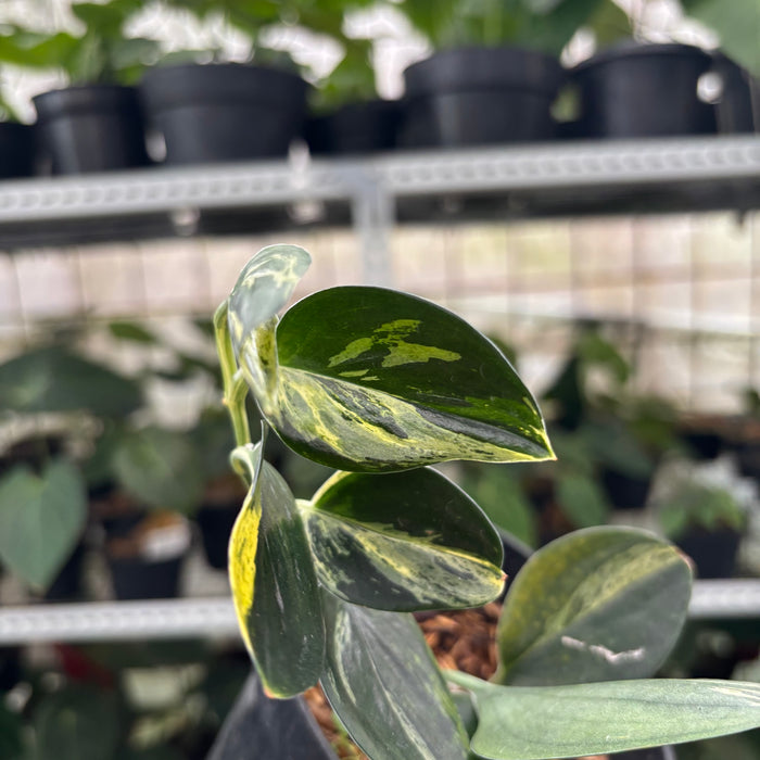 FS43-12	Scindapsus Treaubli Black Variegated