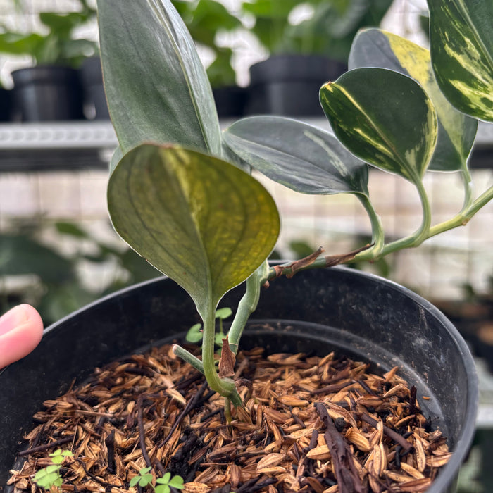 FS43-12	Scindapsus Treaubli Black Variegated