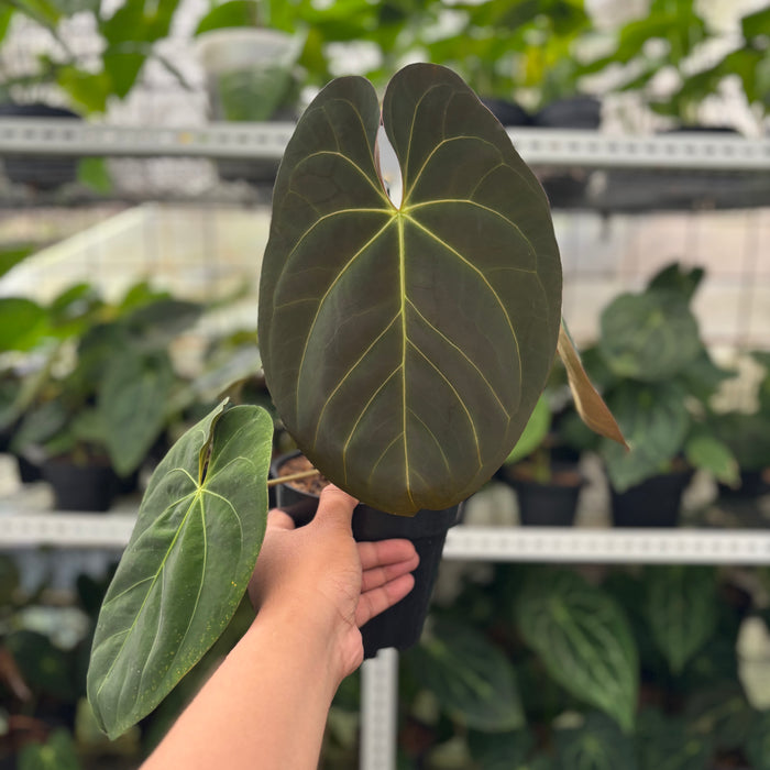 FS44-12	Anthurium Hoffmani x Blue x one