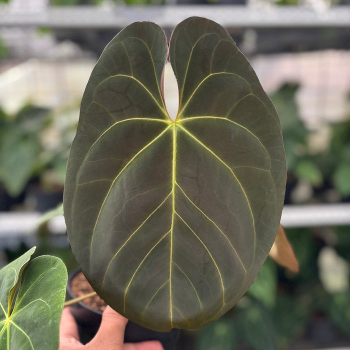 FS44-12	Anthurium Hoffmani x Blue x one