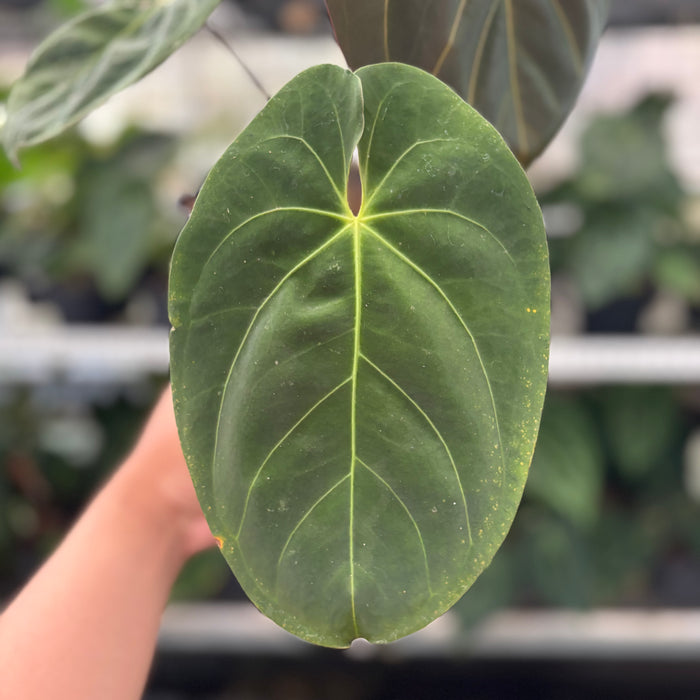 FS44-12	Anthurium Hoffmani x Blue x one