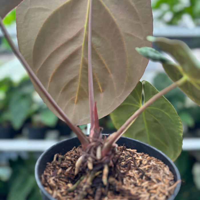 FS44-12	Anthurium Hoffmani x Blue x one