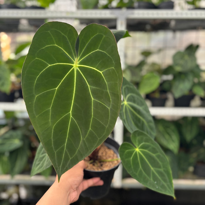 FS2-12 Anthurium Red Spider Hybrid