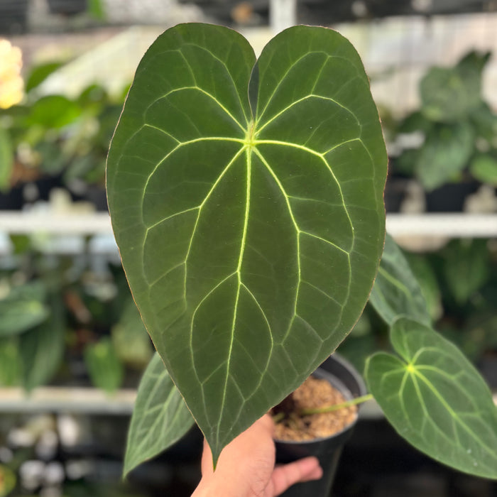 FS2-12 Anthurium Red Spider Hybrid