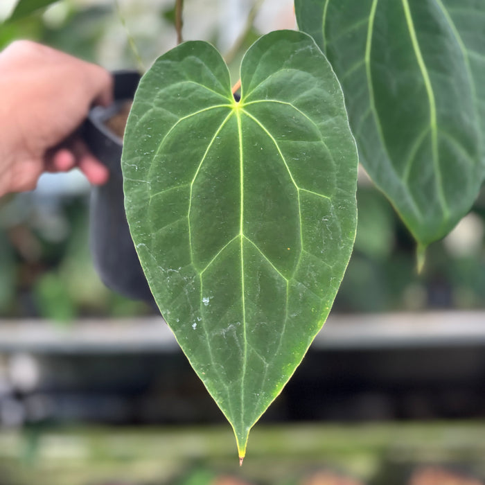 FS2-12 Anthurium Red Spider Hybrid