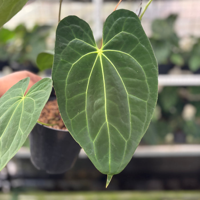 FS2-12 Anthurium Red Spider Hybrid