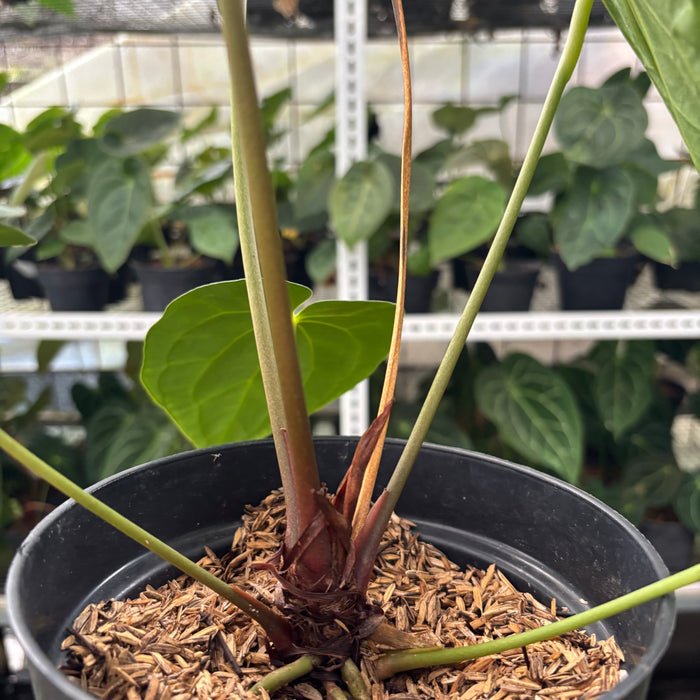 FS2-12 Anthurium Red Spider Hybrid
