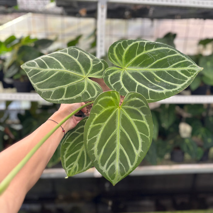 FS5-12 Anthurium Crystallinum