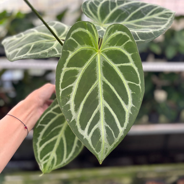 FS5-12 Anthurium Crystallinum